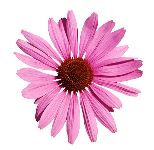 Plant for AR scanning